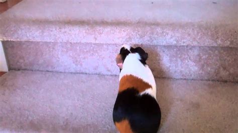 Guinea Pig Runs Up Stairs Youtube