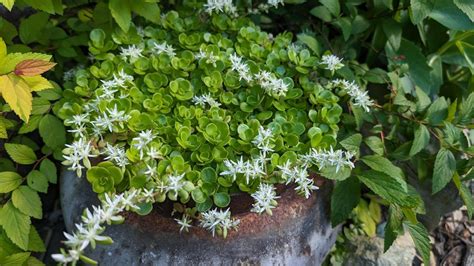 Photo Of The Entire Plant Of Woodland Stonecrop Sedum Ternatum