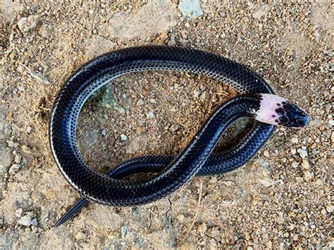 Sunbeam Snake Xenopeltis Unicolor