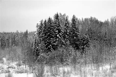 Winter Forest, Trees Under the Snow. Black and White Photo Stock Image ...