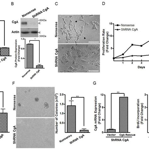 Cga Depletion Inhibits Cell Proliferation And Promotes Cell Download Scientific Diagram