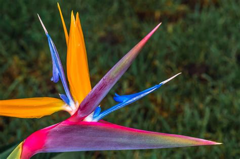 FLEUR D OISEAU DU PARADIS Oiseau Du Paradis Fleurs Oiseaux