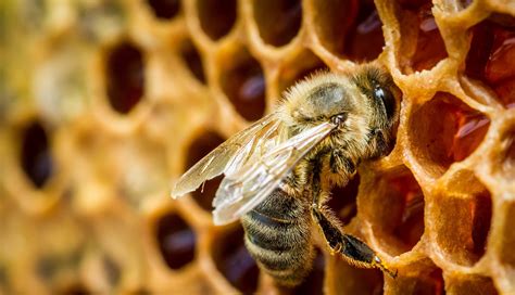 Wallpaper Nature Pattern Pollen Bees Bee Flower Wasp Flora