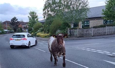 Thames Valley Police Run Over Cow In Woodley Berkshire Uk News