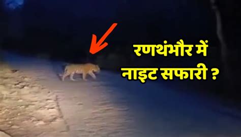 Sawai Madhopur News Video Of Night Safari In Ranthambore Goes Viral