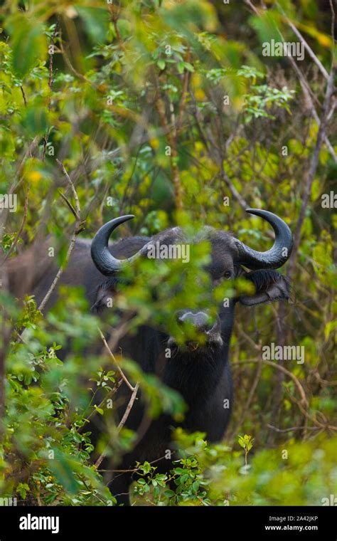 Buffalo Syncerus Aberdare National Park Hi Res Stock Photography And