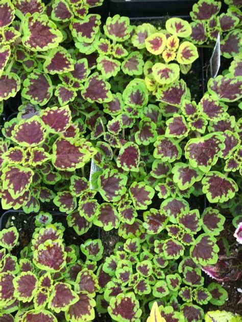 Coleus Trailing Plum