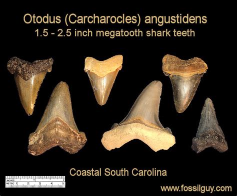 Shark Tooth Identification Chart