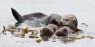 adaptations - sea otters