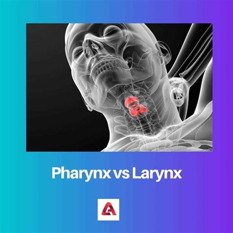 Pharynx Vs Larynx Difference And Comparison