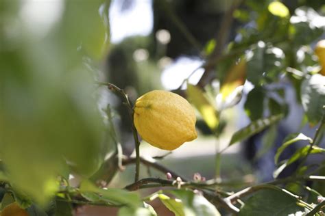 31 Best Lemon Varieties To Add To Your Orchard