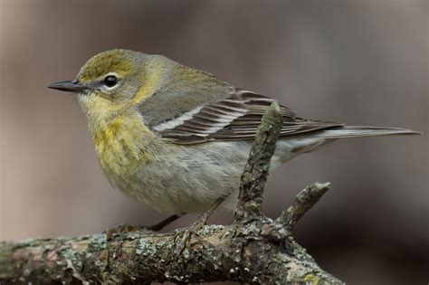 Pine Warbler Female Spring Jeremy Meyer Photography