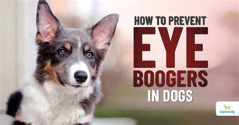 Dog Eye Boogers – What They Are And How to Prevent Them - Dogs Naturally