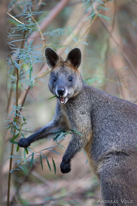 Swamp Wallaby Wallabia Bicolor