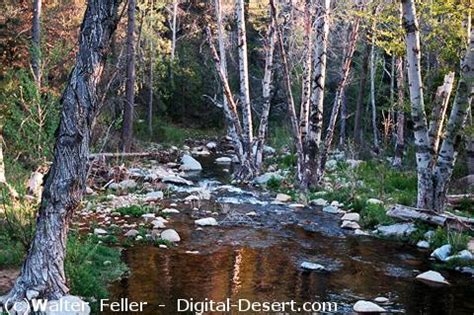 Miller Creek Natural Mojave River