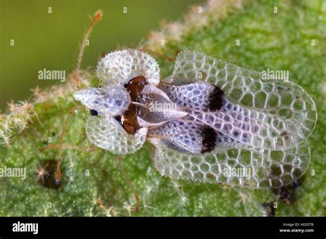 Sycamore Lace Bug Corythucha Ciliata Sentada Sobre Una Hoja Austria