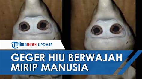 Begini Penampakan Ikan Hiu Berwajah Mirip Manusia Yang Gegerkan Warga