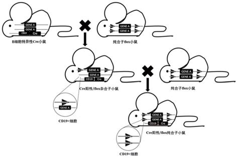 B细胞条件性敲除dhx9基因小鼠模型的构建方法