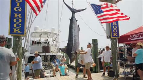 Fishing Teams Massive Marlin Disqualified Over Apparent Shark Bites