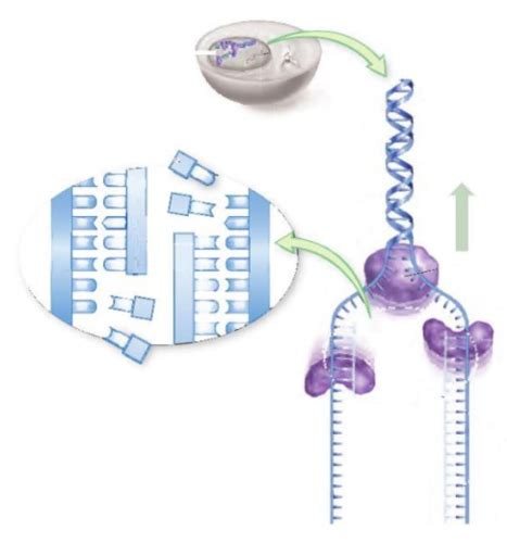 Biol 189 Chapter 8 Dna Replication Binary Fission And Mitosis Flashcards Quizlet