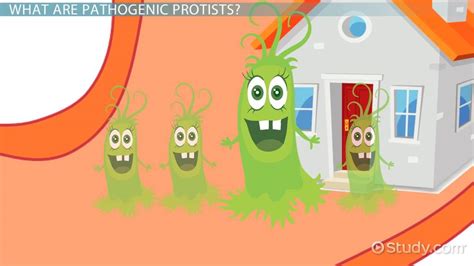 Pathogenic Protists Overview Diseases And Examples Lesson