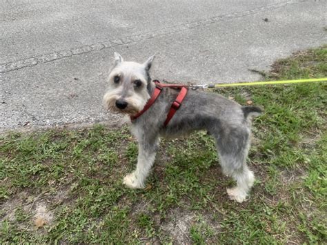 Miniature Schnauzer Grooming Face