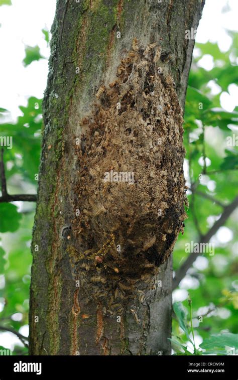 Oak Processionary Moth Hi Res Stock Photography And Images Alamy