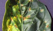 Xanthomonas Vesicatoria Xantve Photos Eppo Global Database