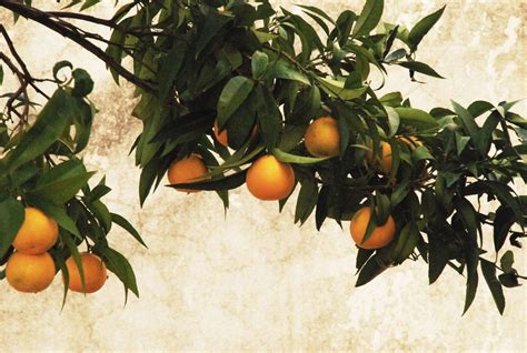 Orange Harvest In Portugal 2024 2025 Roveme