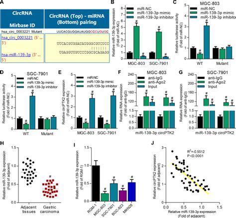 CircPTK2 Directly Binds With MiR 139 3p In GC Cells A The Potential