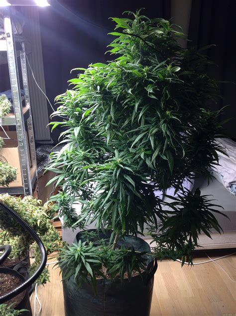 Strain Gallery Hindu Kush Sensi Seeds Pic By Idfix