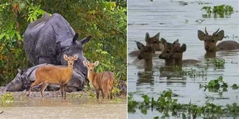 Assam floods: 8 animals killed in Kaziranga, 44 rescued