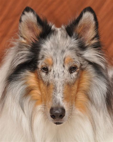 17 Best images about Dog - Collies Color, Genetics, Health on Pinterest ...