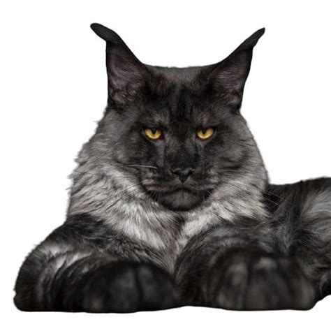 Котята мейн кун 3 месяца как выглядит фото