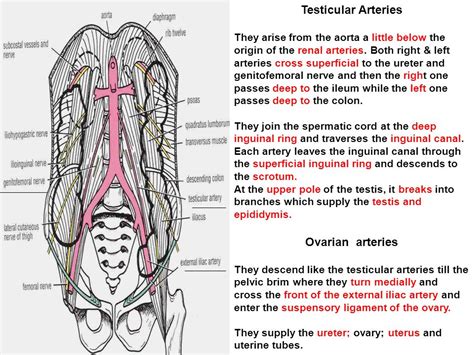 Testicular Artery Aorta