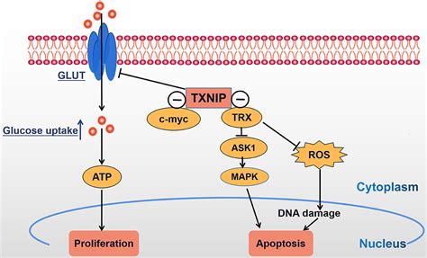 Frontiers Research Progress Of TXNIP As A Tumor Suppressor Gene