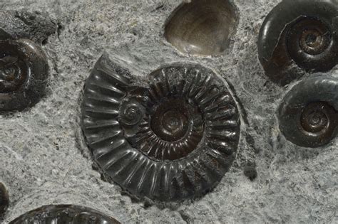 Ammonites Were Jet Set Of The Mesozoic Era Say Scientists 42 Off