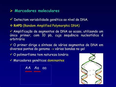 PPT Emprego de marcadores moleculares RAPD no estudo genético de