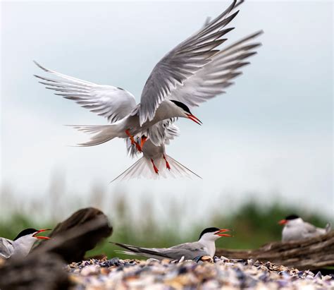 Manmade Common Tern breeding platform on Behance