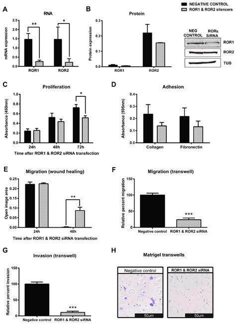 Simultaneous Knockdown Of Ror And Ror In Serous Ovarian Cancer Cells