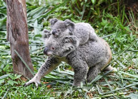 Experts Claim Koalas Are Functionally Extinct After Australian