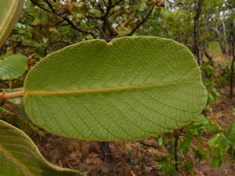 Central African Plants A Photo Guide Monotes Discolor R E Fr