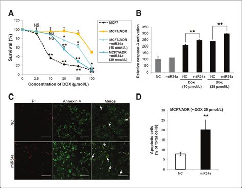 Restoration Of Mir A Expression Re Sensitizes Mcf Adr Cells To Dox