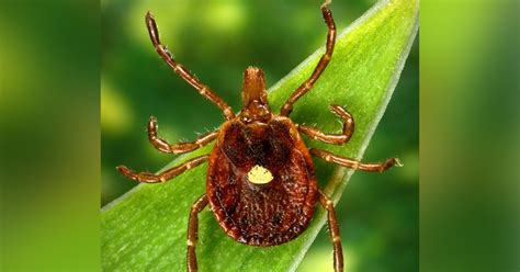 Meat Allergy After Tick Bite More And More People In The Usa Affected