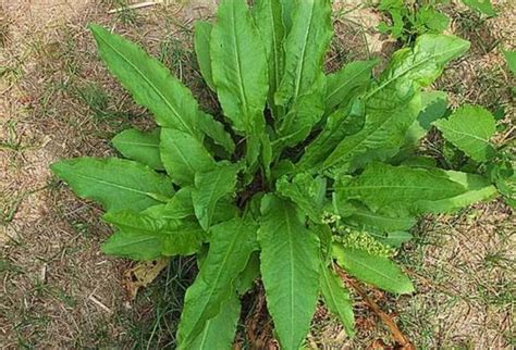 農村這種野草隨處可見，和菠菜長得非常相似，但比菠菜價值高很多 每日頭條