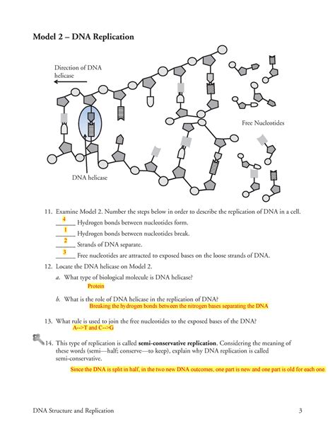 Biology 1 Dna Replication Model Dna Structure And Replication