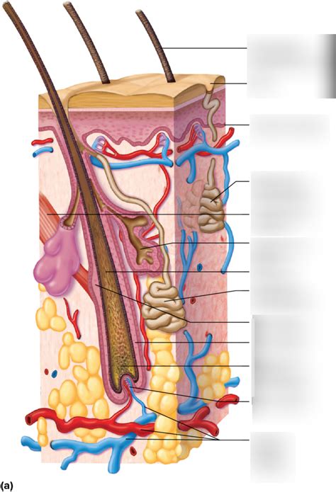 Hair Follicle Diagram Diagram Quizlet