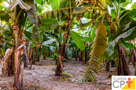 Bananeiras Folhas Murchas E Amareladas Falta De Pot Ssio Cursos