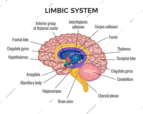 Labeled Brain Diagram Limbic System Limbic System Brain Emot