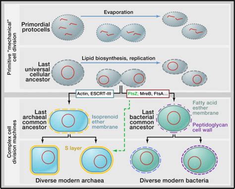 Evolution Of Cells